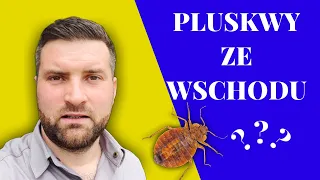 Kolejny raz pluskwy łóżkowe. #odpluskwianie #pogromca szkodników #preparat na pluskwy