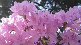 Wolfgang Amadeus Mozart Requiem in D minor, K. 626 - IV. Offertorium - Domine Jesu