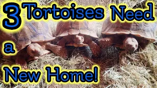 A request comes in to rescue 3 Large Tortoises.
