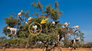 Почему в Марокко козы пасутся на деревьях?
