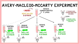 Avery Experiment: DNA as the Transforming Principle