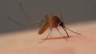 How Mosquitoes Use Six Needles to Suck Your Blood