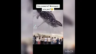 огромная акула 🦈 выпрыгивает из воды