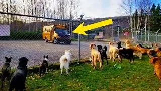 School Bus Takes Pups To Doggy Daycare Every Morning, In The Cutest Way Imaginable!