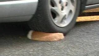 Cat gets ran over