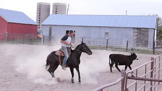 Pistol Cat Boon - Small Pen Cattle Work