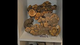 Ammonite fossil collection