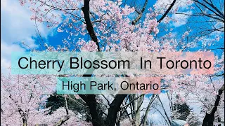 Explore Toronto's High Park Cherry Blossoms 2024