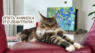 Поединок котов, кто круче? Кот Вилли, отвечаю на вопросы. Стройка у соседей. #2k