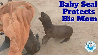 Baby Seal PROTECTS His Mom