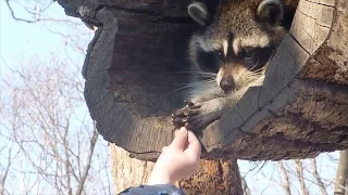 Попробуй не засмеяться/Приколы с животными/Смешные животные/Funny animals