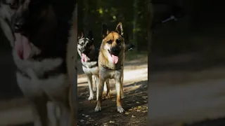 Помесь Хаски и Немецкой овчарки! Фотосессия для собак