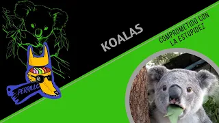 Koalas: Evolutivamente idiotas| Ep 71 | CULTURA COLMILLUDA