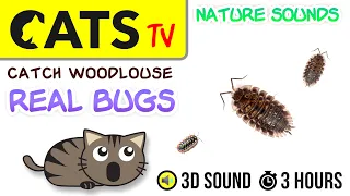 GAME FOR CATS - Real Dork BUGS on white screen HD [CATS TV] Woodlouse - 3 HOURS