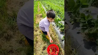 Taking the Fruit-loving kid to the STRAWBERRY Farm again☺️🥰😍#shorts