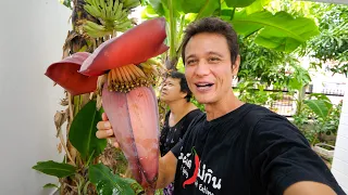 Eating Banana Flower!! 🍌  Plant Based Thai Food Recipe!!