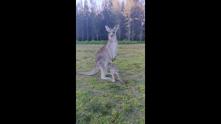 Baby kangaroo enters the pouch