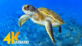 [NEW] 3 HRS of 4K Turtle Paradise - Undersea Nature Relaxation Film + Sleep Relax Meditation Music