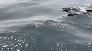 Caught in the middle of a giant dolphin pod