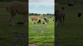 Our livestock guardian dog protects our puppy Pete from a nosey alpaca. Then says sorry😂 farm life!