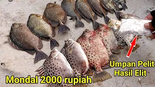 Wajib di Coba,, || Umpan gacor untuk ikan Baronang dan kiper