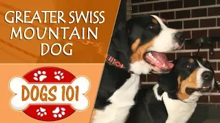 Dogs 101 - GREATER SWISS MOUNTAIN DOG - Top Dog Facts About the GREATER SWISS MOUNTAIN DOG