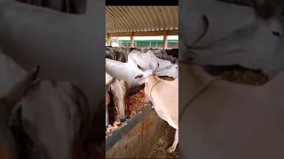 Почему корова священное животное? И зачем кормить коров?