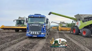 Новый Claas Lexion 7700 вместе с 2-мя Lexion 580 убирают семечку и загружают фуры!