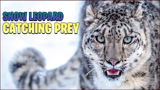 SNOW LEOPARD Jumps off Cliff into Free Fall to CATCH PREY Straight SAVAGE