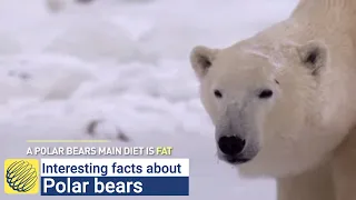 Five interesting facts about polar bears.