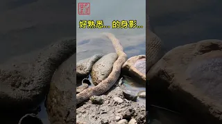 不知道跟牠坐在一起多久...起身才發現他在我身邊！！ #釣魚