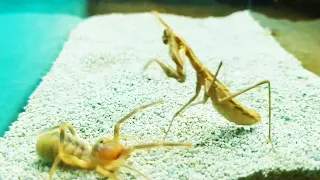 Huge Praying Mantis VS Camel Spider - EPIC BATTLE