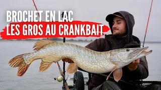 Pêche du brochet en automne : Un crankbait à gros poisson !