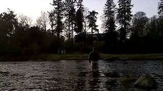 Fly fishing Cargill beat on the Tay