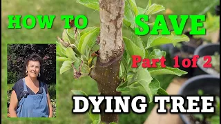 🌳How to Save Dying Apple Trees #gardening #pruning #trees