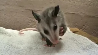 Baby opossum eating a grape