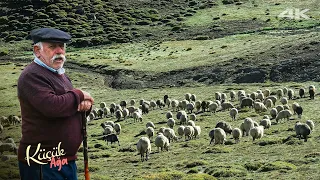 Highland Shepherd Chief of Years: Küçük Ağa | Documentary ▫️4K▫️