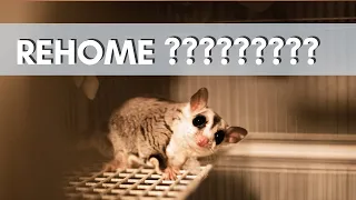 "Should I Rehome My Sugar Gliders?”