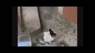 Funny Cat Videos Compilation | October 2013 | PART 9