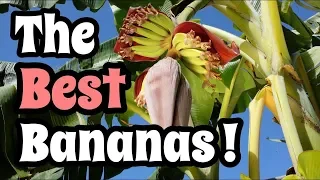 Bananas Best Videos 1981-1984 Vol 1