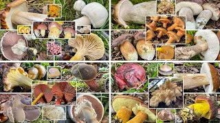 Alle Pilzwanderungen aus dem November am Stück | Endloser Herbst | Herbstpilze & erste Winterpilze