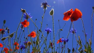 Chorale prelude `Wenn wir in höchsten Nöten sein` BWV 668a - Johann Sebastian Bach