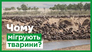 Чому мігрують тварини?