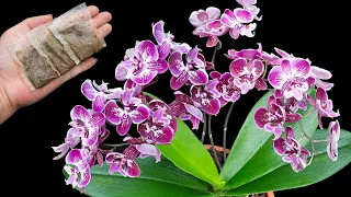Use one pack per month roots and orchids bloom all year round | So beautiful