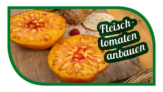 Tomaten aussäen, pikieren und anbauen | Extra Tipps fürs Fleischtomaten pflanzen