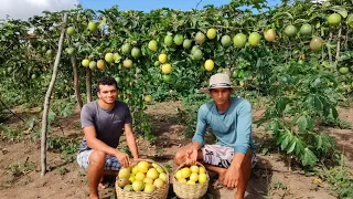 como plantar maracujá// nossa forma de plantar ,dicas e mais