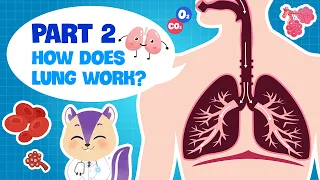 Biology | Secret of our Respiratory System (PART 2) | How do the Lungs work? | Science for kids
