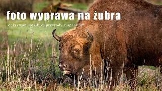 Foto wyprawa na żubra