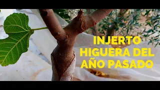 Injerto higuera del año pasado