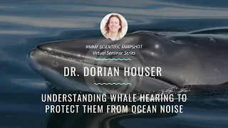 NMMF Scientific Snapshot: Understanding Whale Hearing to Protect them from Ocean Noise